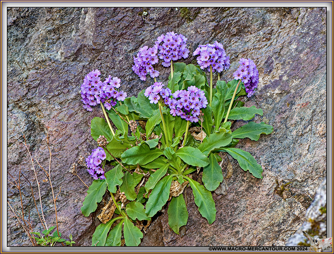 Primevères visqueuses